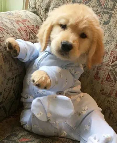 Filhote Golden Retriever, Seu novo companheiro de aventuras está pronto para ir para casa!