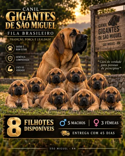 Filhotes de Fila Brasileiro Baio - Machos e Fêmeas