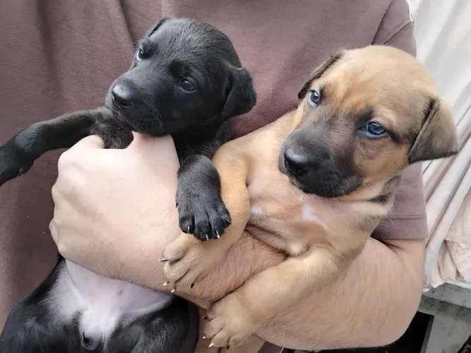 Doação de cachorro filhote 