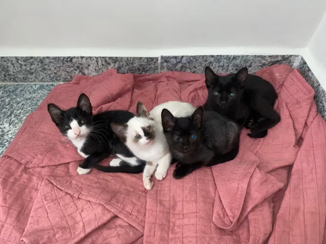 Gatos pra doação