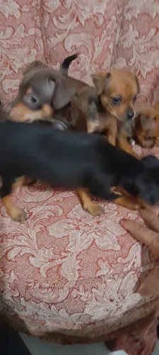 Pinscher com 54 dias vacinado 