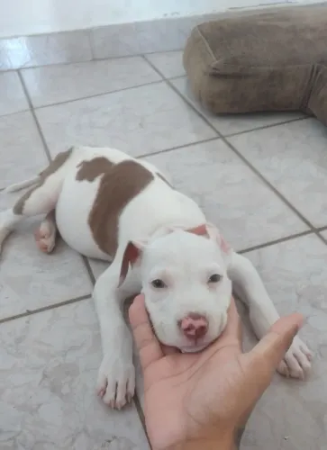 Pitbull puro
