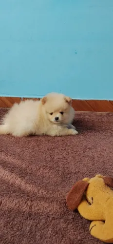 Spitz alemão macho 