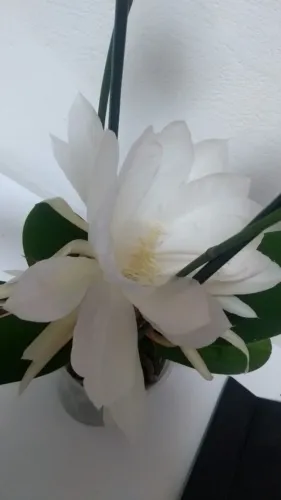 mudas flores frutas ervas medicinal