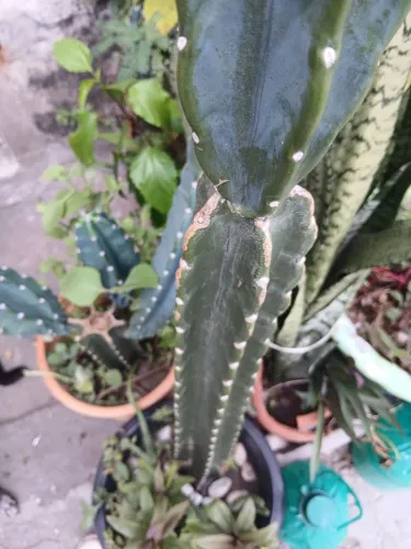 Mandacaru sem espinho, mini marginata, flor do dragao, tostão,  mini babosa, flor da fortu