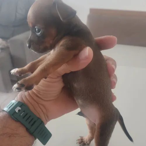 Pincher n 01 fêmea e macho 600$