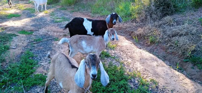 Vendo cabras e bode Anglo Nubiana