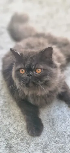 Doação de gato persa 8 meses