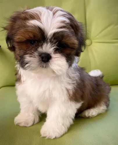 Shih Tzu A surpresa perfeita para quem ama animais