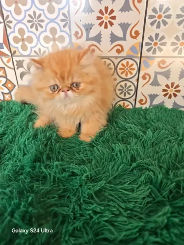 Gato Persa lindos filhotinhos com aparência sofisticada