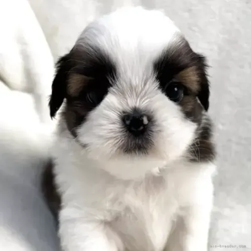 Filhotinhos de Shih Tzu/ Shitzu muito calmos e dóceis macho e fêmea vacinados com garantia