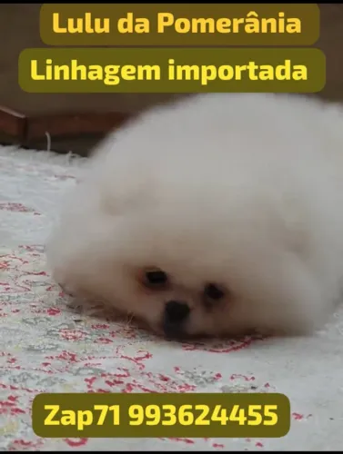 Filhote de lulu da Pomerânia Premium com documento pedigree