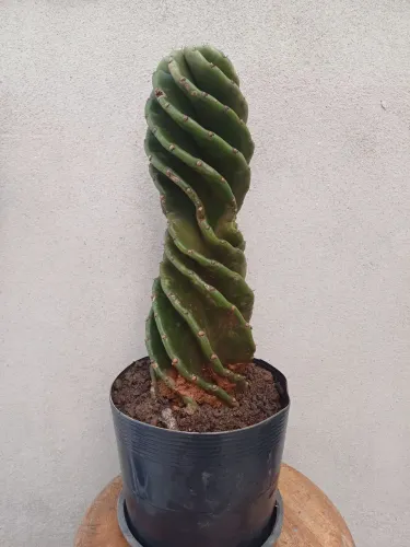 cacto parafuso