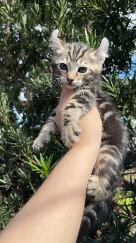 American curl
