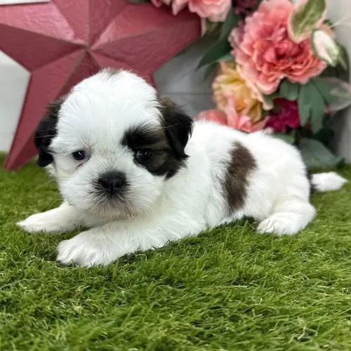 Lhasa Apso perfeito