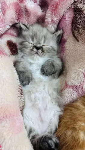 Filhote de gato persa
