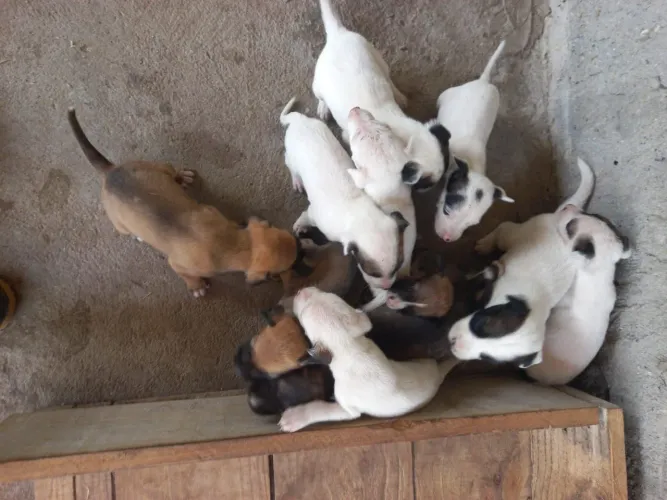 Filhotes mestiços de Pittbull para adoção ( contato apenas no contato do post da foto)