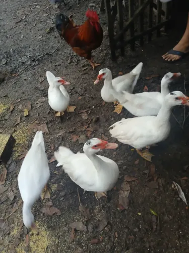 Patos 