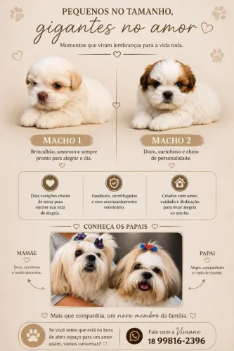 Filhote Lhasa Apso ?