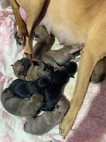 ? DOAÇÃO DE CACHORRINHA E 7 FILHOTES ?