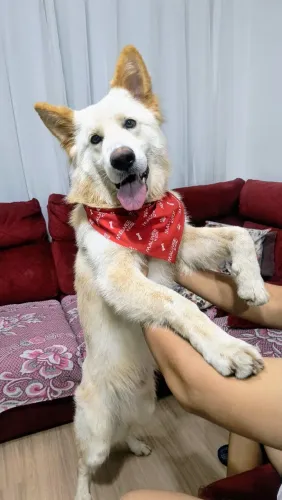 Pastor Suíço para adoção