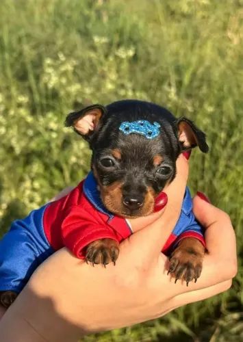 Pinscher zerinhos