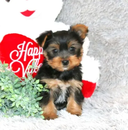 Yorkshire Terrier,Yorkshire Terrier Filhote Vacinado e Vermifugado