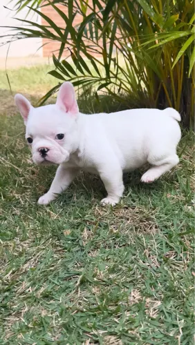 Filhote bulldog francês c/ pedigree