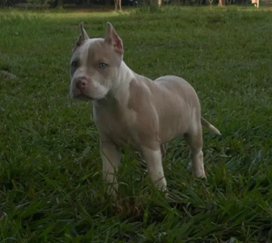 Filhotes de pitbull ( América bully ) com Pedigree/ documento.