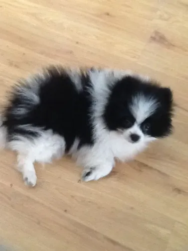 Filhote de Spitz Alemão Perfeito Para Completar Sua Família Com Amor