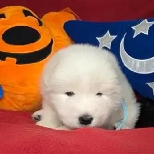 Samoyeda,Samoyeda Filhote Linda Linhagem Disponível