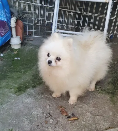 Fêmea de Lulu da Pomerânea Adulta Branca Neve 3 anos Anã 