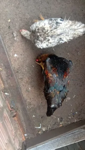 Vendo frango