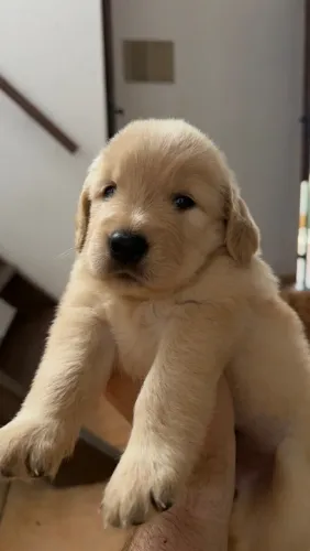 Filhote golden