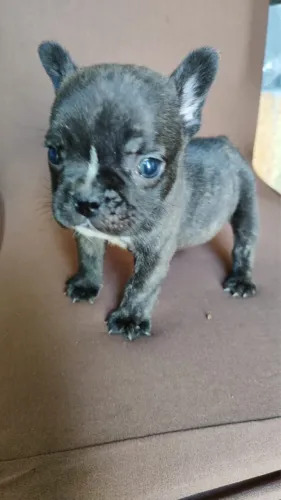 Bulldog machinho