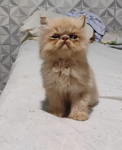 Gatos Persas 