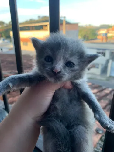 doação de gatinho 