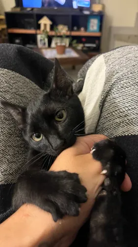 Gato com 3 meses 