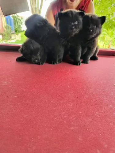 Filhote Chow-Chow, Seu melhor amigo te espera com pulinhos e lambidas!