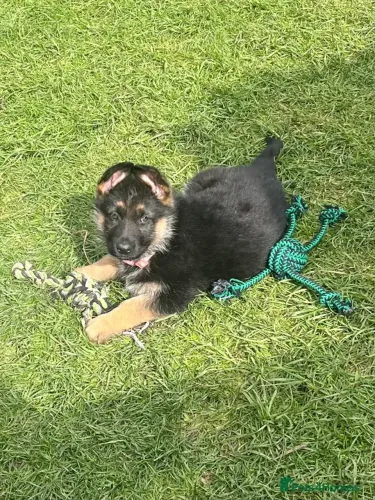 Filhote de cachorro Pastor Alemão brincalhão ideal para companhia dócil