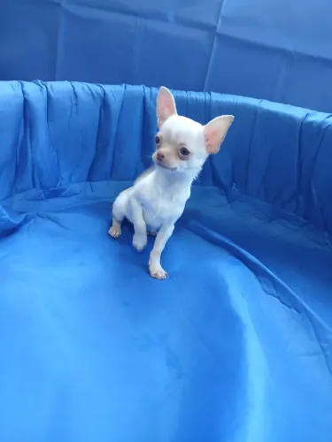 Chihuahua macho