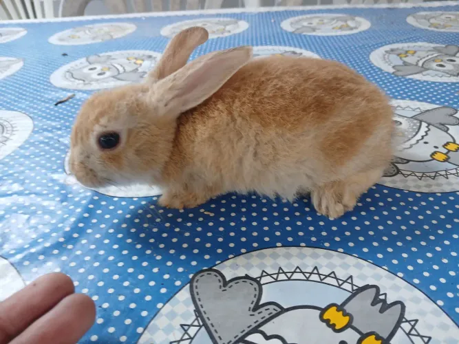 Filhotes de coelhos