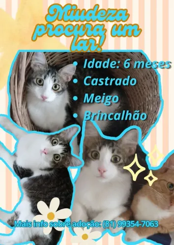 Gatinho peludo para ADOÇÃO RESPONSÁVEL 