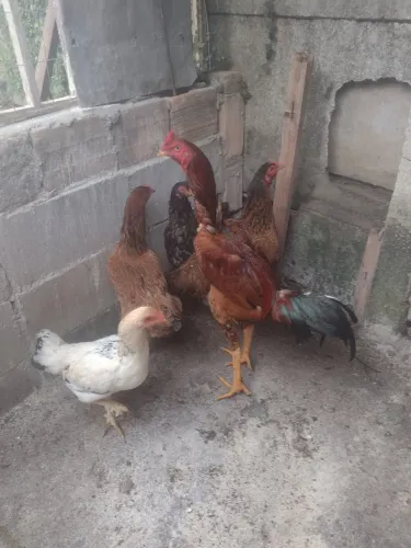 Galinha e galo