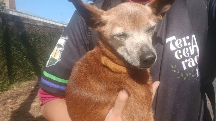 Doação de cachorro porte pequeno