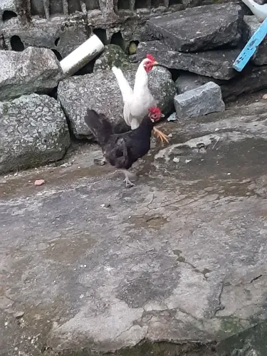 Vende-se esse casal um galo uma galinha do porte pequeno