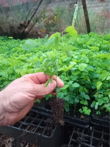 Mudas de Sansão do campo