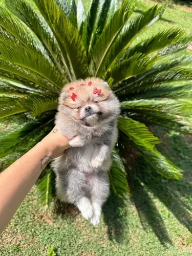 Lulu da pomerania anao ursinho  