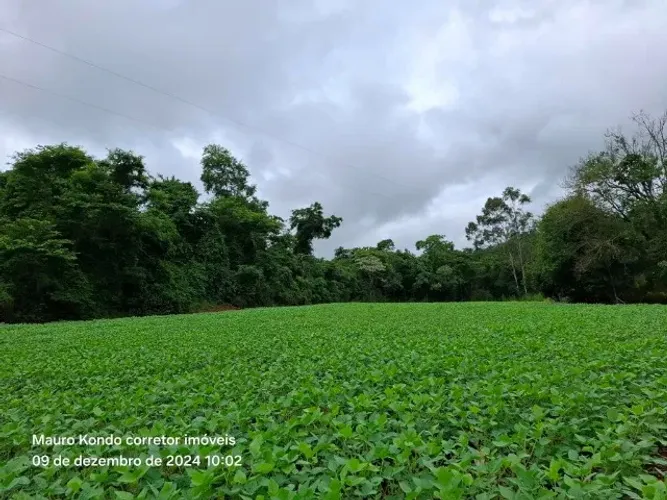 Sítio de 9,68 hectares em Ibiporã, com casa, córrego e mina d'água.