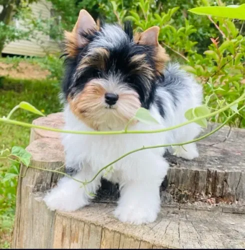 Macho de Biewer Terrier com Pedigree e Vermifugado com Endal